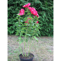 Hibiscus moscheutos rouge