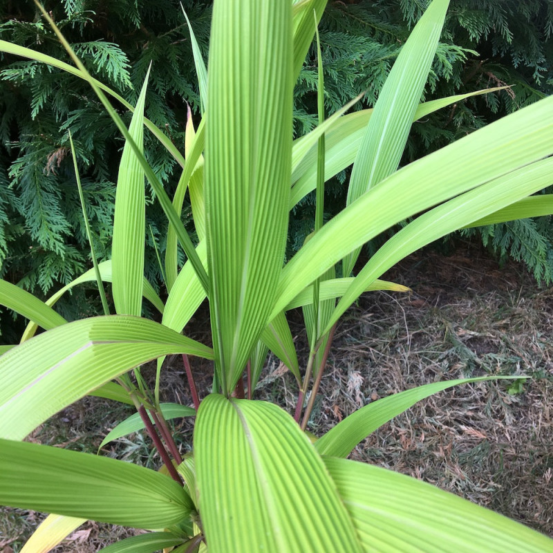 Setaria palmifolia