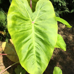 Colocasia Maui gold