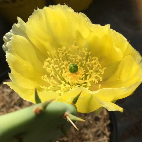 Opuntia littoralis