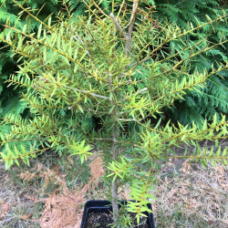 Podocarpus totara