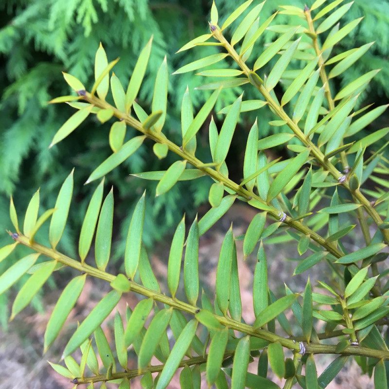 Podocarpus totara