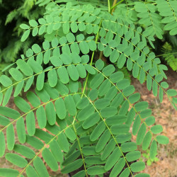 Delonix regia