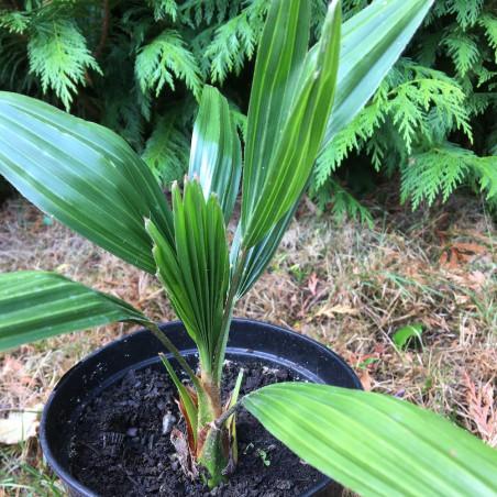 Trachycarpus tesan