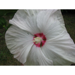 Hibiscus moscheutos blanc