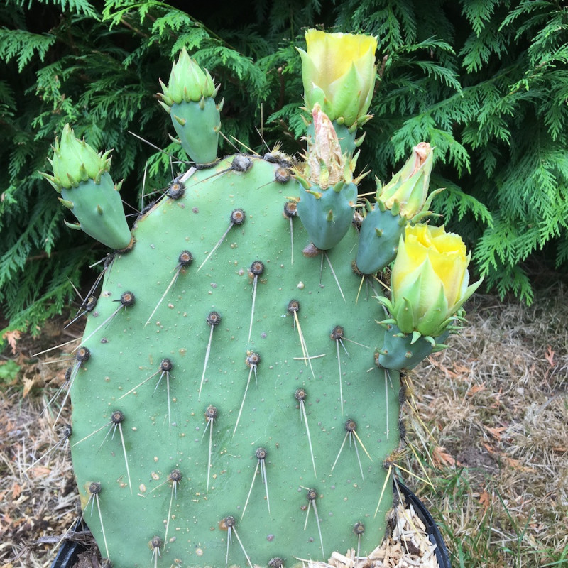 Opuntia cyclodes