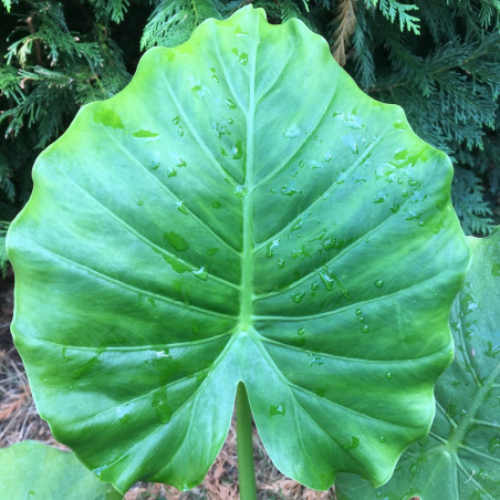 Alocasia gageana California