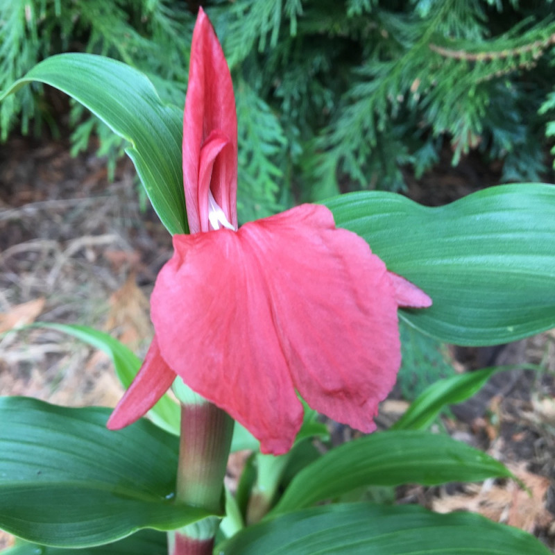 Roscoea red Gurkha