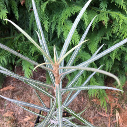 Olearia lacunosa