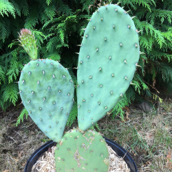 Opuntia laevis