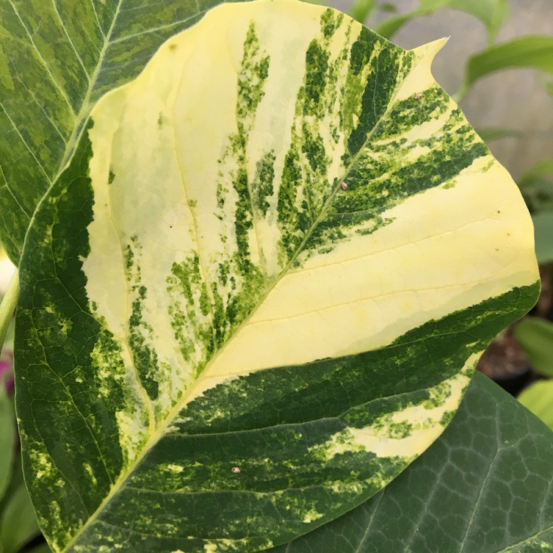 Magnolia denudata variegata