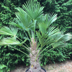 Trachycarpus wagnerianus 50 cm