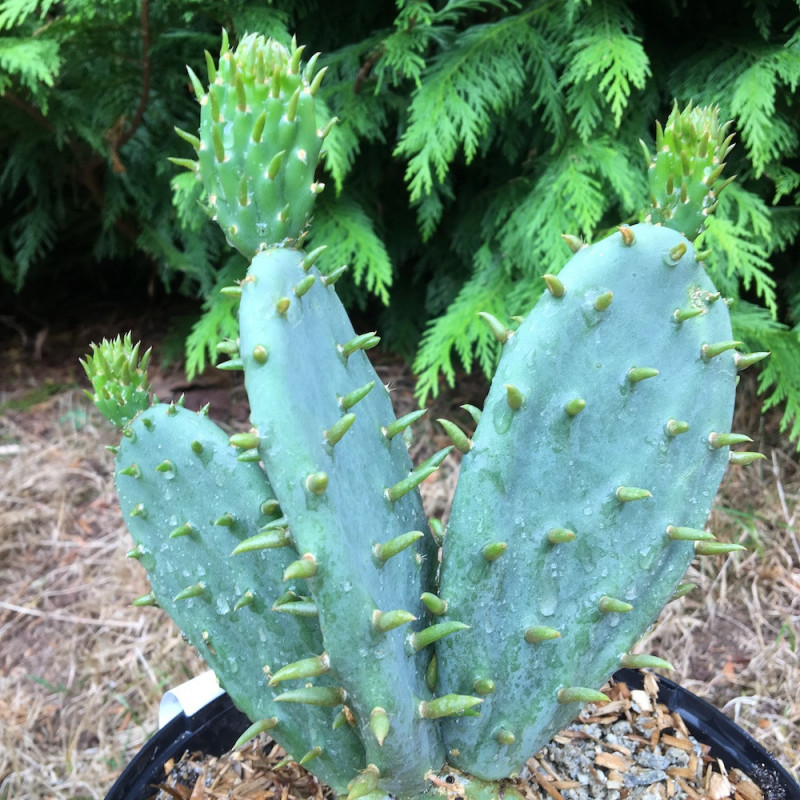 Opuntia tapana