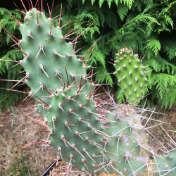 Opuntia sulphurea