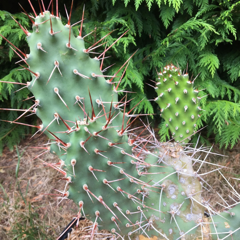 Opuntia sulphurea