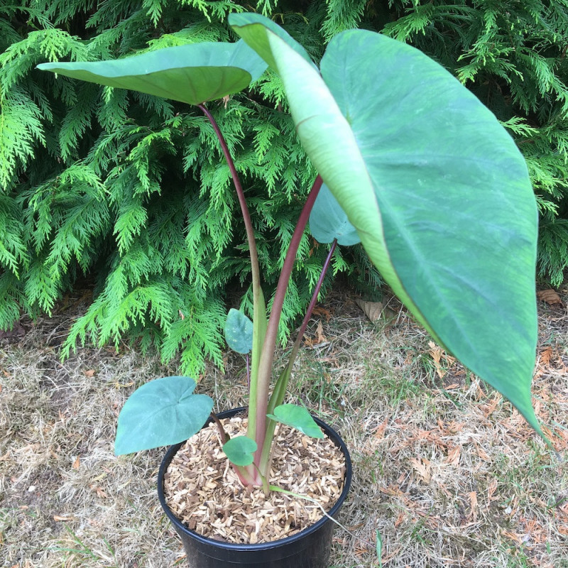 Colocasia Hawaiian punch