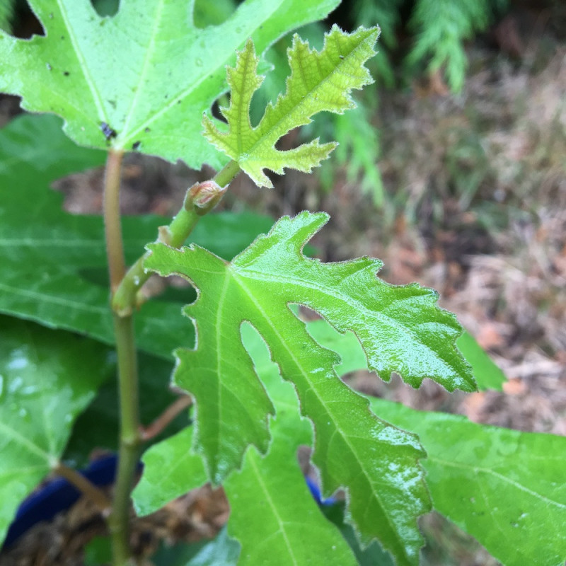 Ficus carica Figality®