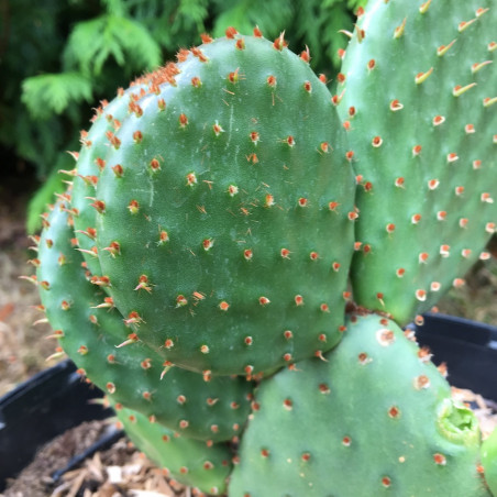 Opuntia macrocalys