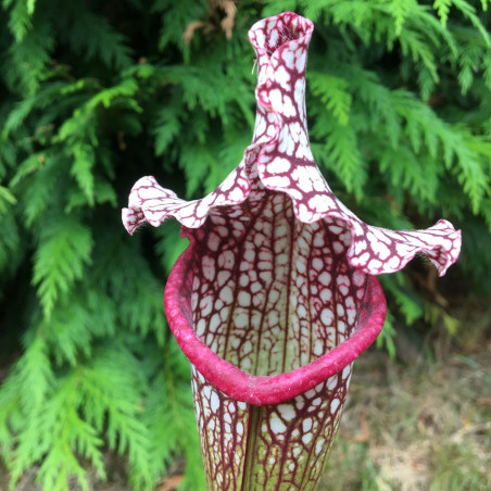 Sarracenia leucophylla