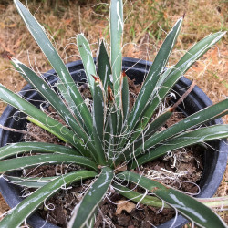 Agave parviflora ssp flexiflora