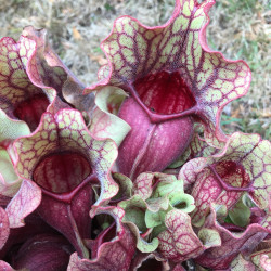 Sarracenia venosa