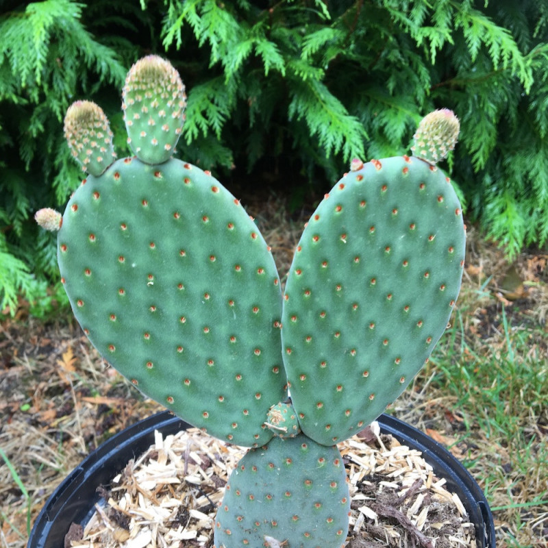 Opuntia lubrica 5 litres