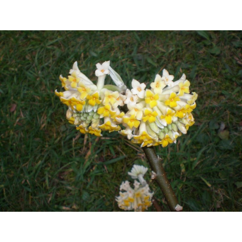 Edgeworthia chrysantha