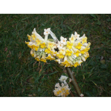 Edgeworthia chrysantha