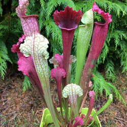 Sarracenia Juthatip Soper