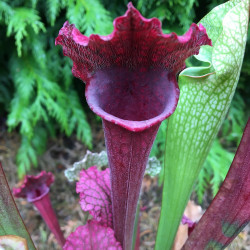 Sarracenia Juthatip Soper