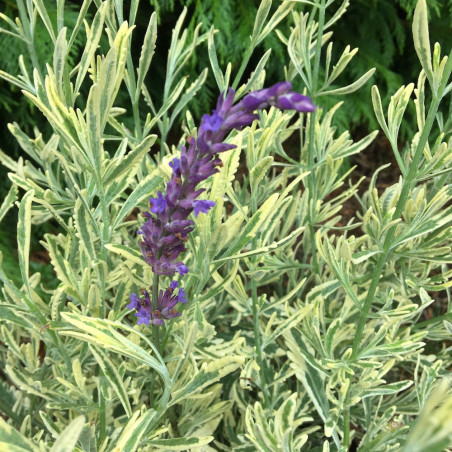 Lavendula Allardii Meerlo