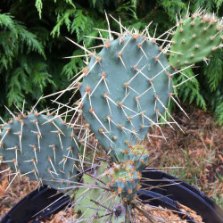 Opuntia howeyi 5 litres