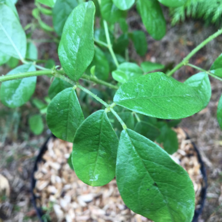 Glycyrrhiza glabra