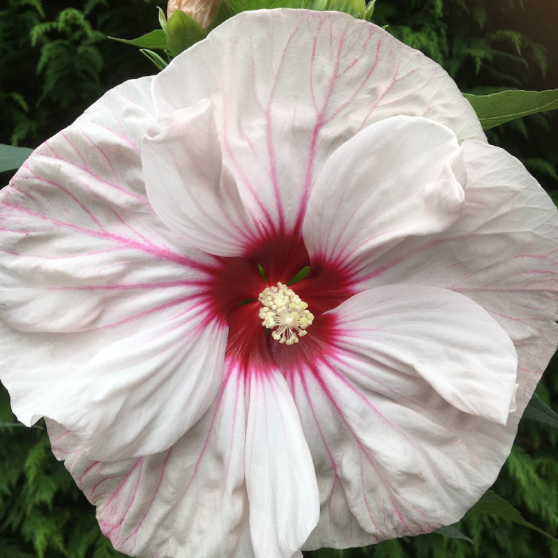 Hibiscus summerific® cherry cheesecake