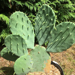 Opuntia cacanapa ellisiana 5 litres