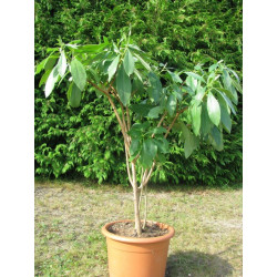 Edgeworthia chrysantha