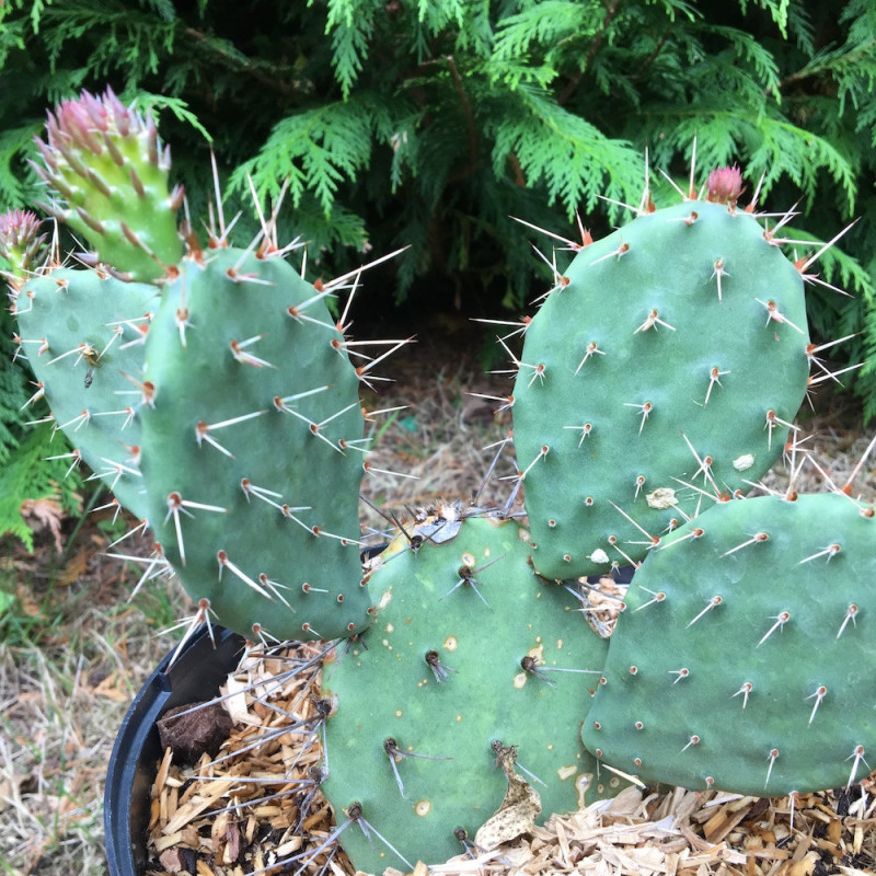 Opuntia zuniensis 5 litres