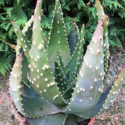 Aloe aculeata