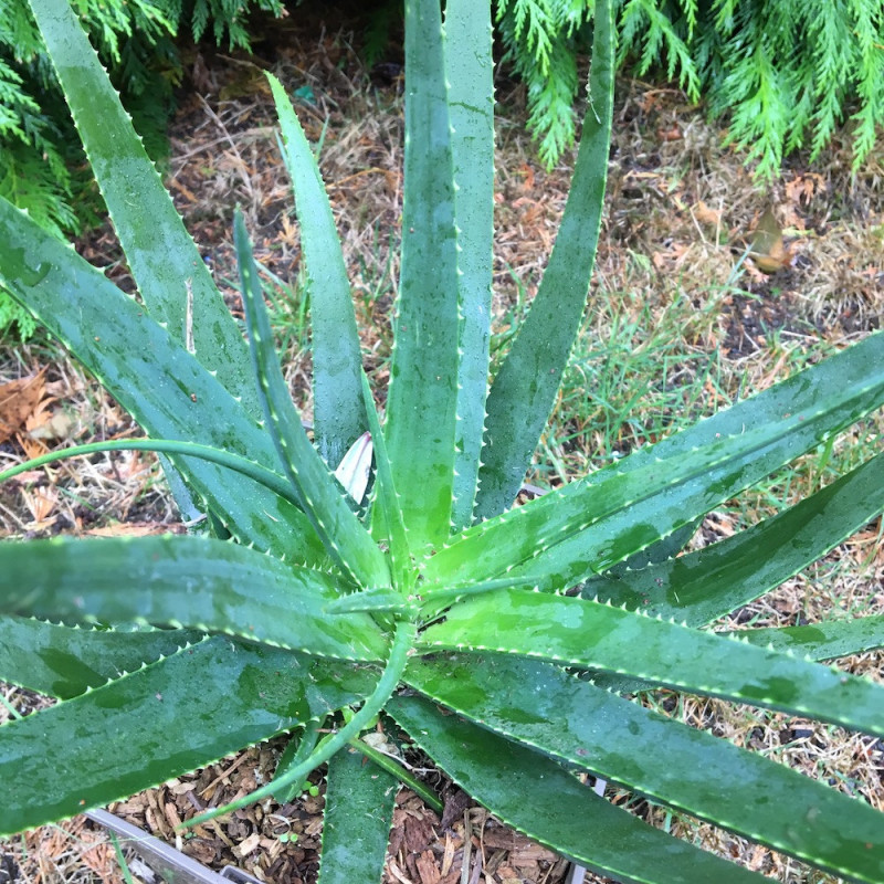 Aloe safari sunrise