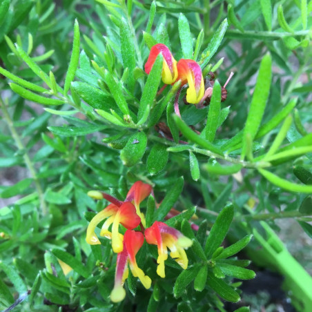 Grevillea firecracker