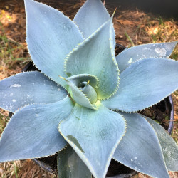 Agave pygmae dragon toes