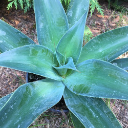 Agave attenuata blue flame