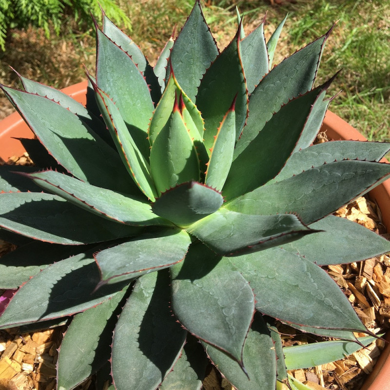 Agave isthmensis x filifera