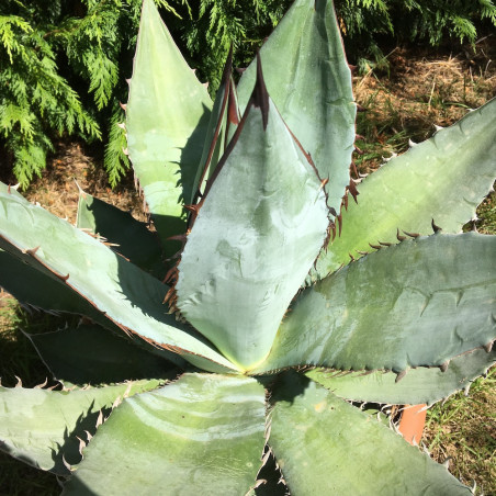 Agave titanota blue