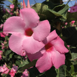 Mandevilla amabilis Alice du Pont