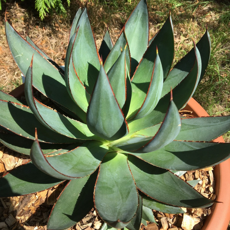 Agave x romani