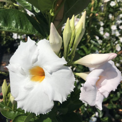 Mandevilla diamantina® Agathe white