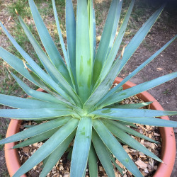 Agave dasylirioides