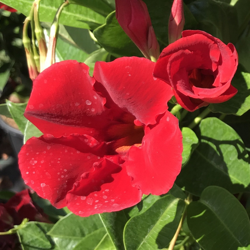 Mandevilla diamantina® Agathe scarlet Mandevilla diamantina® Agathe scarlet