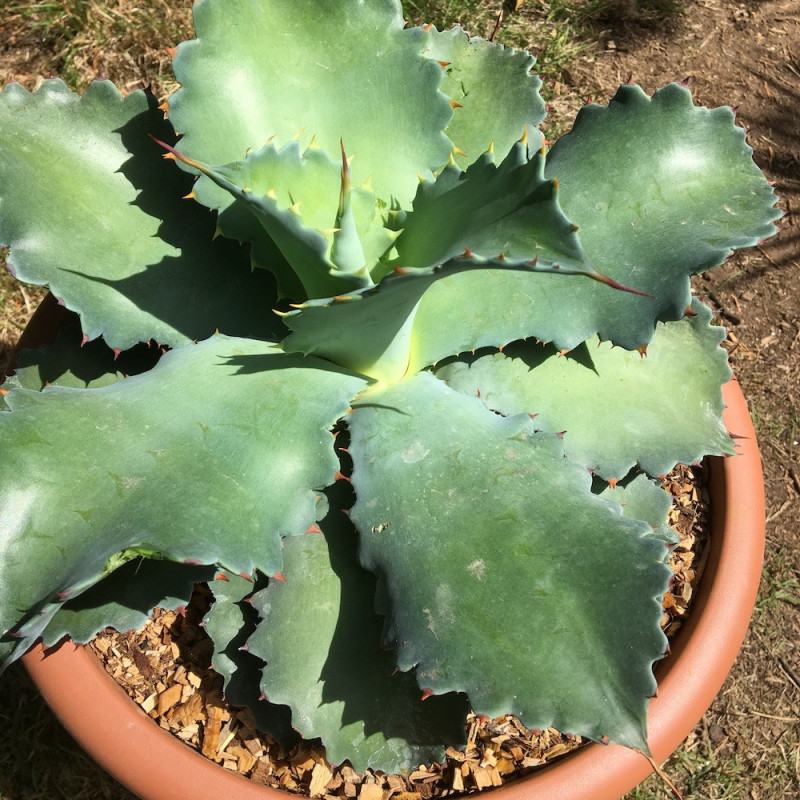 Agave seemanniana x potatorum